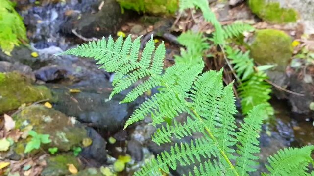 High-definition close-up shot of a fern (Pteridium genus) with vibrant autumn colors in the background, capturing the serene flow of a stream