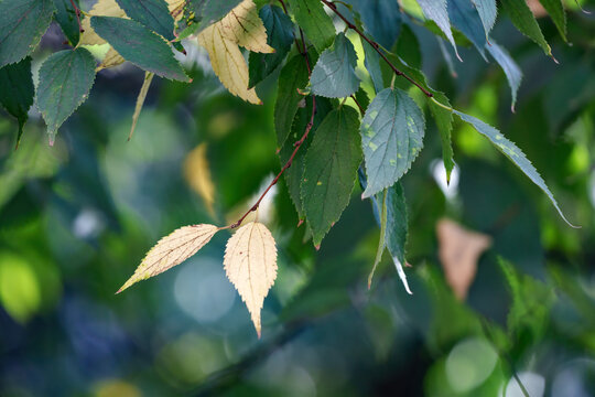 Leaves of hackberry at October in Milan