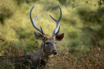 Sambar deer, Ranthambore, Rajasthan, India