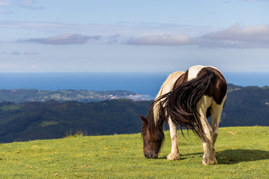 einzelnes Pferd auf einer Weide in den Berge, Ozean im Hintergrund, Pyren&auml;en