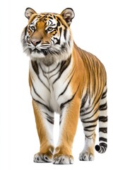 Obraz premium Tiger's face with vivid stripes.