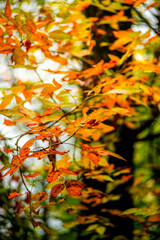 Landscape photography in the countryside in Ukraine.Beautiful autumn, colors like in the heaven.Beautiful forest near the field and road , powerlines over the trees.Yellow and orange colors.Autumn sky