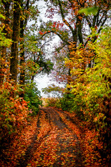 Asphalt road around the forest,path in the forest,countryside road.Autumn landscape photography in the woodlands .Orange and yellow leaves on the road,beautiful road through the forest