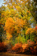 Landscape photography in the countryside in Ukraine.Beautiful autumn, colors like in the heaven.Beautiful forest near the field and road , powerlines over the trees.Yellow and orange colors.Autumn sky