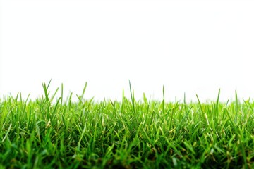 Fototapeta premium Fresh Green Grass in Natural Landscape Setting White Background