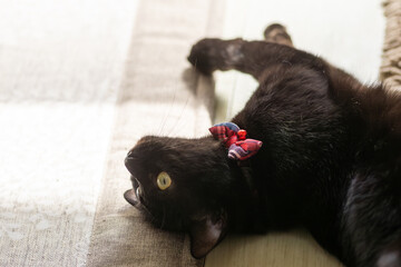 黒猫のジェネシス