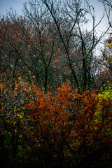 Landscape photography in the countryside in Ukraine.Beautiful autumn, colors like in the heaven.Beautiful forest near the field and road , powerlines over the trees.Yellow and orange colors.Autumn sky