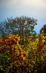 Landscape photography in the countryside in Ukraine.Beautiful autumn, colors like in the heaven.Beautiful forest near the field and road , powerlines over the trees.Yellow and orange colors.Autumn sky