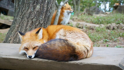 宮城蔵王キツネ村