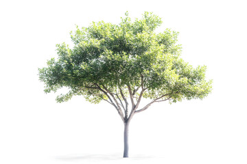Cutout Tree on white background. Realistic geen leaves.