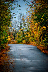 Naklejka premium Asphalt road around the forest,path in the forest,countryside road.Autumn landscape photography in the woodlands .Orange and yellow leaves on the road,beautiful road through the forest