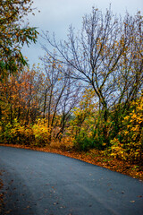 Naklejka premium Asphalt road around the forest,path in the forest,countryside road.Autumn landscape photography in the woodlands .Orange and yellow leaves on the road,beautiful road through the forest