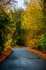 Obraz premium Asphalt road around the forest,path in the forest,countryside road.Autumn landscape photography in the woodlands .Orange and yellow leaves on the road,beautiful road through the forest