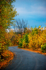 Obraz premium Asphalt road around the forest,path in the forest,countryside road.Autumn landscape photography in the woodlands .Orange and yellow leaves on the road,beautiful road through the forest