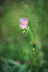 緑の背景に咲く淡いピンクのコスモス 花の美しさと自然の調和 秋の風物詩