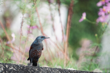 秋の花に囲まれたイソヒヨドリ 美しい自然の中での野鳥観察