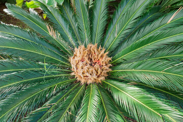 Leaves of Japanese sago palm with female reproductive structure