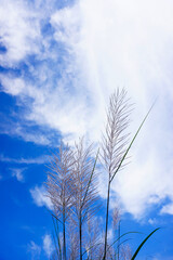 Grass flower with blue sky and clouds background, Nature theme