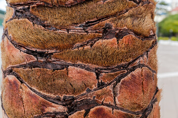 Part of wet young palm tree trunk with cut stems