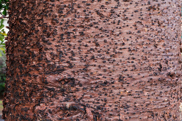 Trunk of Araucaria heterophylla with wet bark in overcast morning
