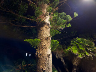 Part of Araucaria heterophylla trunk illuminated by street lamp at evening