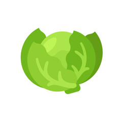 White Cabbage, isolated flat illustration in transparent background