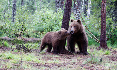 Brown bear families in the Taiga forests of Finland