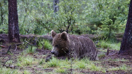Brown bear families in the Taiga forests of Finland