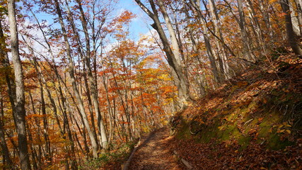 中津川渓谷の紅葉