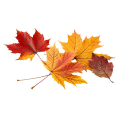 Colorful Autumn Leaves Arrangement on transparent background cutout, PNG file, Cutout file
