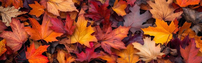 A horizontal shot of autumn leaves in various shades of yellow and orange, bringing a natural, seasonal vibe. Ideal for creating warm, peaceful backgrounds with an eco-conscious touch.