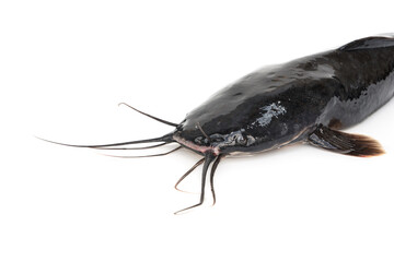 Big freshwater fish. Walking catfish - Clarias batrachus isolated on white background.
