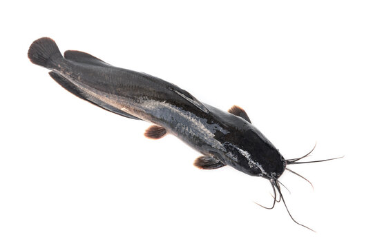 Big freshwater fish. Walking catfish - Clarias batrachus isolated on white background.