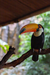 Colorful Toucan Perched Gracefully on a Tree Branch