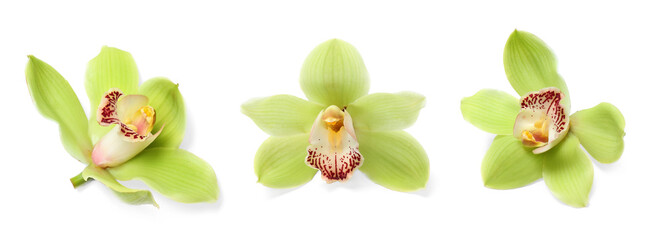 Beautiful bright orchid flower isolated on white, collage