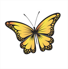 butterfly isolated on white