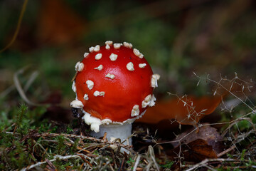 Fliegenpilz - Amanita muscaria