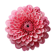 zinnia isolated transparent background