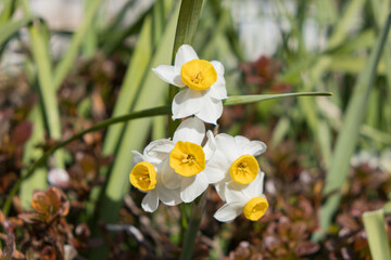 スイセン（水仙）の花。日本では冬に咲く。
Narcissus Flowers. Blooms in winter in...