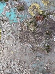 Aged concrete wall and moss details