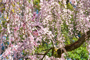 京都御苑　出水のしだれ桜 （出水の枝垂れ桜）　日本京都府京都市
Kyoto Gyoen (Kyoto Gyoen National Garden), Demizu Shidarezakura (Demizu cherry blossoms, Demizu weeping cherry blossoms) Kyoto City, Kyoto Prefecture, Japan