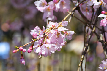 Obraz premium 京都御苑 出水のしだれ桜 （出水の枝垂れ桜） 日本京都府京都市 Kyoto Gyoen (Kyoto Gyoen National Garden), Demizu Shidarezakura (Demizu cherry blossoms, Demizu weeping cherry blossoms) Kyoto City, Kyoto Prefecture, Japan