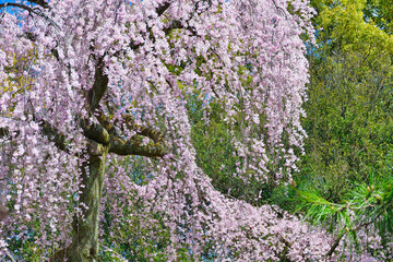 京都御苑　出水のしだれ桜 （出水の枝垂れ桜）　日本京都府京都市
Kyoto Gyoen (Kyoto Gyoen National Garden), Demizu Shidarezakura (Demizu cherry blossoms, Demizu weeping cherry blossoms) Kyoto City, Kyoto Prefecture, Japan