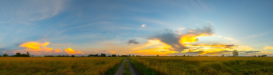 Yellow , Autumn rice field with sunset.Tree silhouetted against a setting sun.Beautiful clouds,Sunlight with dramatic sky,Thailand,Asia.Photo landscape open autumn field dramatic sunrise.