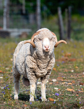 Portrait of a merino sheep ram (Ovis aries), DFe Hoop, Near Uniondale, Western Cape.