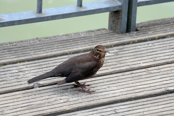 Amsel, Star, Singvogel, Vogel