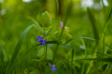 Medicinal flower Glechoma Hederacea blooming through the grass. Ground Ivy plant in the forest