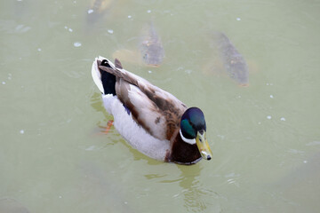Ente, Eiterente, Vogel, 