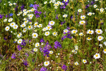 Wild white and purple field flowers on green background