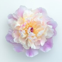 A stunning peony flower with delicate pink and white petals, perfect for floral designs and nature-themed projects.